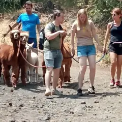 Passeggiata con alpaca vicino all'Etna. Un gruppo di persone guida dolci alpaca su un sentiero roccioso.