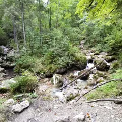 Ein kleiner Bach plätschert über Steine in einem dichten Wald. Die Reichenbachklamm Wanderung führt durch diese idyllische Natur.