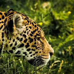 Piękny jaguar w trawach Pantanalu, jego cętkowane futro lśni w słońcu.