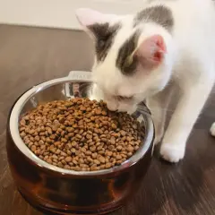 Gatito blanco y gris olfateando una tabla de alimento para gatos en un cuenco metálico.