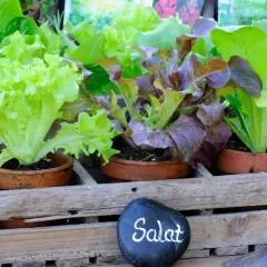 Frischer Salat kopf in verschiedenen Sorten, bereit für die Ernte.