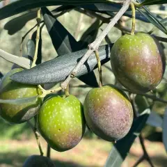 Olive verdi e violacee su ramo, pronte per il calendario concimazione fogliare olivo.