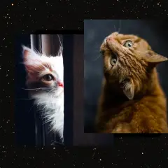 ¿Soñar con muchos gatos significado? Un gatito blanco y naranja esconde tras una cortina, mientras un gato naranja mira hacia arriba.