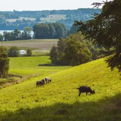 Krajobraz Kaszubskiego Parku Krajobrazowego: zielone wzgórza, jezioro, lasy i pasące się owce. Idealne miejsce, by odpocząć i podziwiać przyrodę.