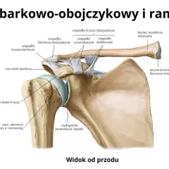 Anatomia stawu barkowo-obojczykowego i ramiennego z widocznymi więzadłami i kośćmi.