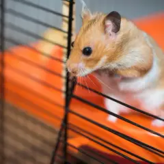 Chomik bengalski, rudy i biały, wygląda zza prętów klatki na pomarańczową platformę.