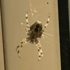 En korsspindel med tydliga mönster på benen sitter i sitt nät. Dess korsspindel storlek är imponerande.