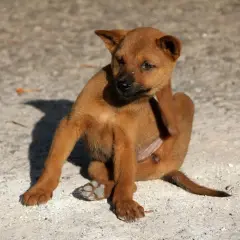 Cucciolo marrone si gratta, forse per le pulci dei cani.