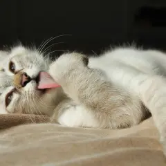 Gato blanco con lengua rosada lamiendo su pata. Mi gato se lame mucho, es un ritual de limpieza.