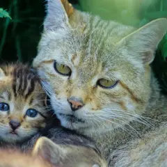 Eine Wildkatze mit ihrem Jungen in Bayern. Das Kätzchen hat blaue Augen, die Mutter schaut wachsam.