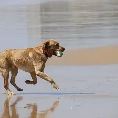 Perro marrón corriendo en la playa con una pelota en la boca. Los perros comen menos en verano, pero este se divierte mucho.