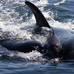Una madre orca y su cría nadan juntas, un sueño hecho realidad para quienes aman soñar con orcas.