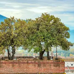 Alberi svettano dalla cima della Torre Guinigi, un'icona di Lucca, con montagne sullo sfondo.