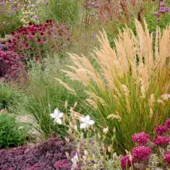 Ein üppiges blumenbeet anlegen mit Gräsern, Sedum und Purpur-Echinacea. Ein Traum für jeden Garten.