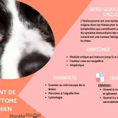 Gros plan sur le visage d'un chien avec une petite lésion près de l'œil. Le texte explique les causes et le traitement de l'histiocytome chez le chien.