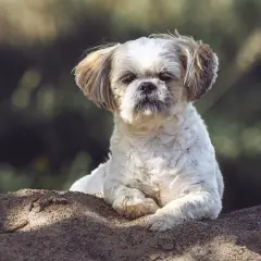 Uroczy piesek Shih Tzu leży na piasku. Zastanawiasz się, czy pies może jeść porzeczki? Ten słodki psiak na pewno by ich spróbował!