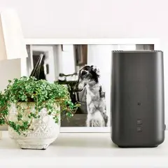 Czarny router 5G/LTE obok doniczki z rośliną i ramki ze zdjęciem psa.