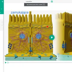 Animacja 3D przedstawiająca budowę tkanki nabłonkowej z widocznymi jądrami komórkowymi i włóknami.
