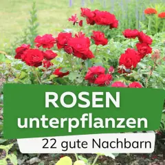 Rote Rosen blühen üppig, umgeben von zarten Bodendeckern. Ein Garten voller Leben und Farbe, ideal zum Rosen unterpflanzen.