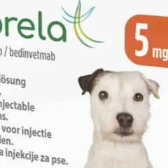 Librela dla psa jak długo stosować, aby uniknąć bólu i poprawić komfort