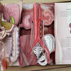 Anatomia człowieka: jelito cienkie, trzustka, nerki, aorta, żyła główna dolna, kości miednicy.