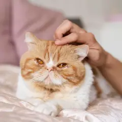 Gato exótico naranja y blanco recibe caricias en la cabeza, quizás disfrutando de los efectos relajantes de la valeriana para gatos.