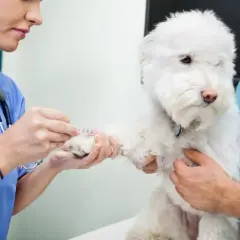 Veterinario 24 horas: atención urgente para tu mascota cuando más lo necesita