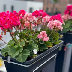 Kwitnące pelargonie w doniczce na balkonie, w odcieniach różu i fuksji.