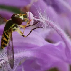 Un syrphe pyrastre, aux rayures jaunes et noires, butine une fleur violette aux longs pistils blancs.