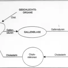 Schema zeigt Cholesterin-Stoffwechsel: Leber, Gallenblase, Darm. Colestyramin bindet Gallensäuren im Darm.