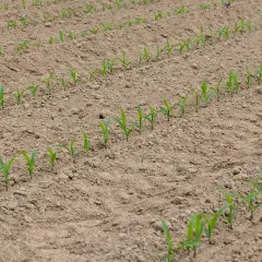 Jeunes pousses de maïs alignées dans un champ labouré. Le moment idéal pour savoir quand planter le maïs en pleine terre est lorsque le sol est réchauffé.
