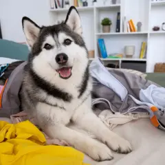 Szczęśliwy husky rozłożył się na swoim legowisku wśród kolorowych ubrań.