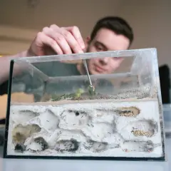 Mężczyzna z pęsetą nadzoruje mrówki w szklanym terrarium z tunelami.