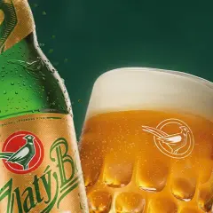 Gdzie kupić piwo Złoty Bażant w najlepszych cenach i promocjach?
