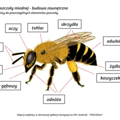 Ilustracja przedstawia budowę pszczoły miodnej. Widoczna jest głowa pszczoły z czułkami i oczami.