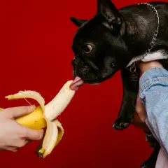Czarny buldog francuski z ciekawością liże banana, odpowiadając na pytanie, czy pies może jeść banana.