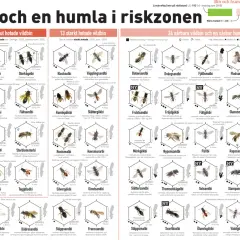 Här bor bin. Bilden visar 45 bin och en humla i riskzonen i Sverige, med information om deras hotstatus och utbredning.