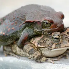 Najśmieszniejsze żarty o żabach: Kolekcja, która rozśmieszy każdego!