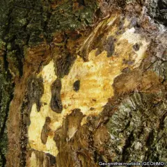 Dettaglio di un tronco d'albero con corteccia danneggiata, mostrando aree di legno esposto e macchie scure, indicative di malattie del noce.