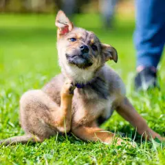 Repelente pulgas: soluciones naturales para proteger tu hogar y mascotas