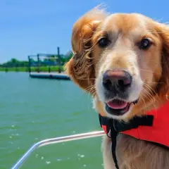 Vacaciones con mascotas: consejos para un viaje inolvidable y sin estrés