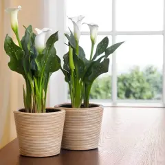 Zwei weiße Calla-Lilien in Körben auf einem Holztisch. Tipps zur Calla-Pflege für gesunde Pflanzen.