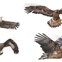 Fyra illustrationer av stora rovfåglar i flykt. En vitkindad örn, en kungsörn och två unga havsörnar visar upp sina imponerande vingbredder.