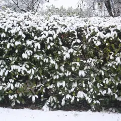 Gęsta, zielona laurowiśnia w zimie, pokryta białym puchem śniegu. Gałęzie i liście tworzą zimowy krajobraz.