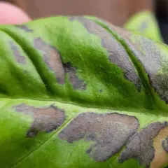 Foglia di basilico con macchie scure, quasi nere, che ne alterano il verde brillante.