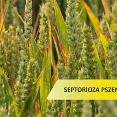 Zboże z widocznymi plamami na liściach, wskazującymi na septoriozę pszenicy.