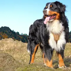 Un bouvier bernois, en pleine nature, profite du paysage automnal. Il est important de connaître de quoi meurt un bouvier bernois pour prendre soin de lui.