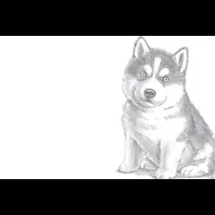 Jak łatwo narysować psa husky krok po kroku dla początkujących