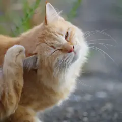 Eine orangefarbene Katze kratzt sich am Ohr. Möglicherweise leidet sie unter einer Futtermittelallergie bei Katzen, die Juckreiz verursacht.