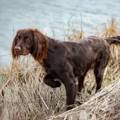 Ein brauner deutsch langhaar Hund steht im Schilf am Wasser.